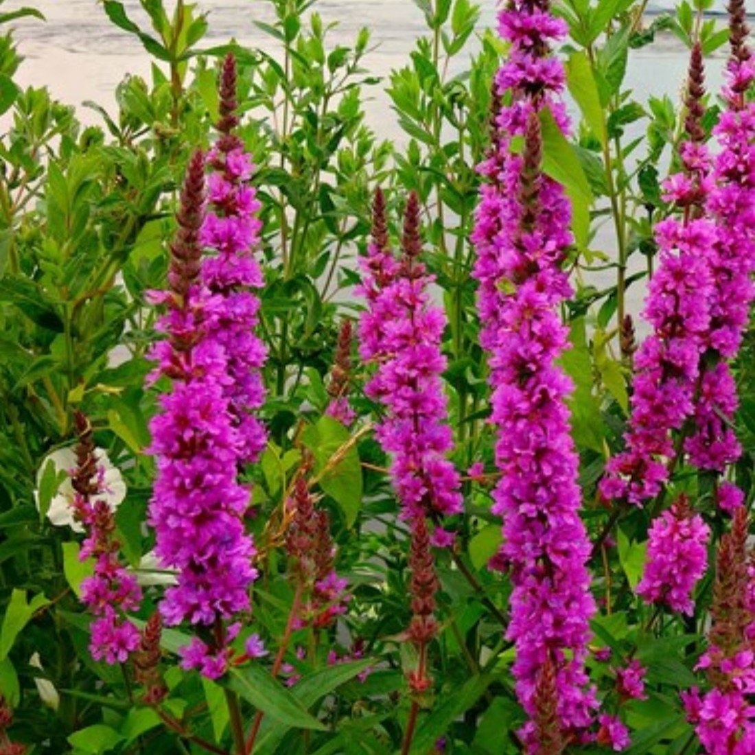 Rachitan (1000 seminte) Blutweiderich - Lythrum salicaria, planta medicinala si melifera cu rol antibiotic, antidiareic, Saflax