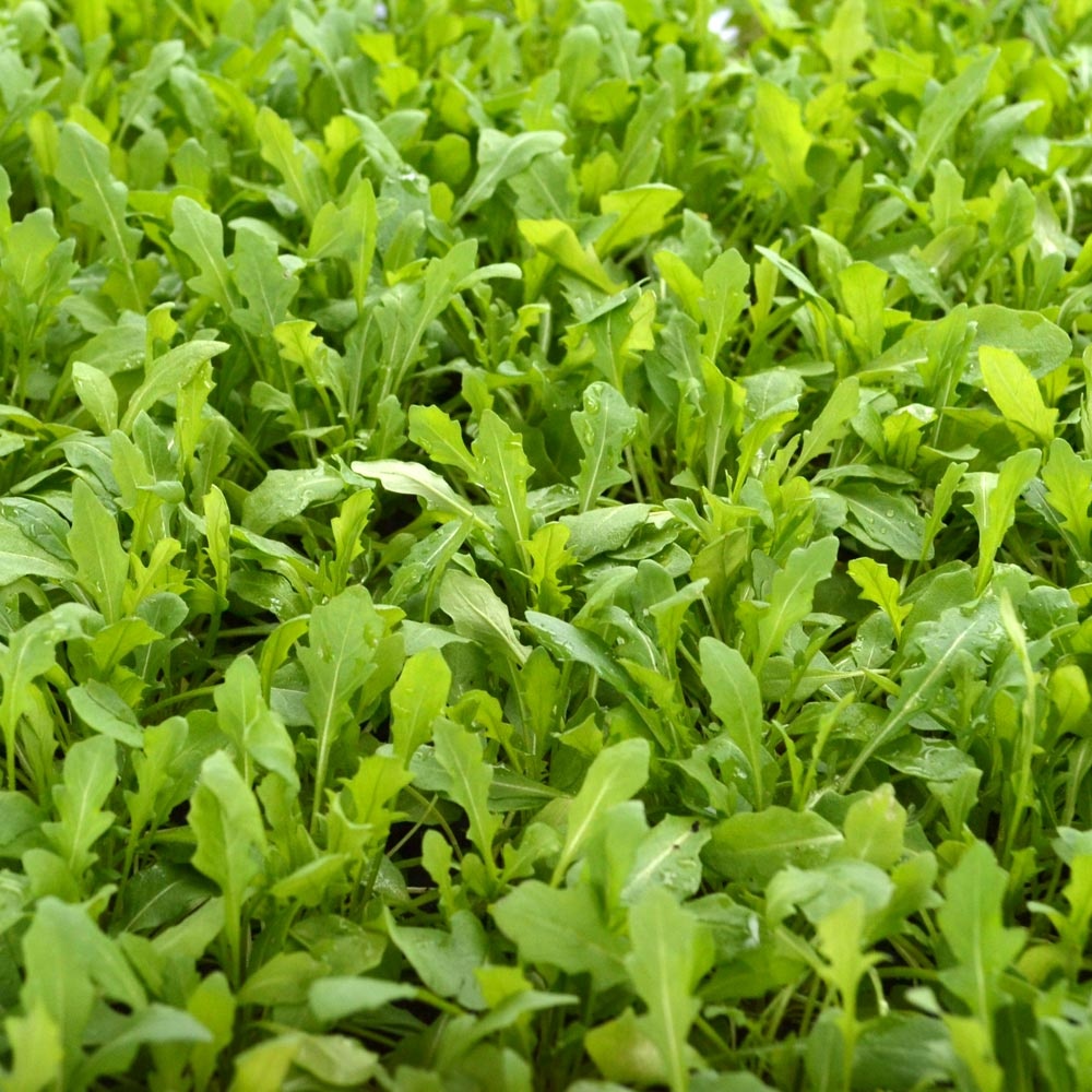 Rucola (100 gr) seminte rucola aromata, crestere rapida, Seklos