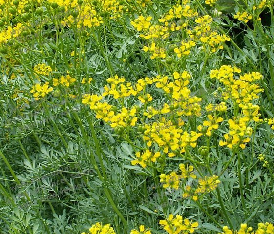 Ruta (0.2 gr) seminte planta medicinala cu flori galbene, decorativa, Agrosem