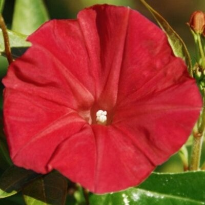 Scarlet O'Hara (2 gr) seminte Zorele urcatoare flori mari, rosii-stacojii, Toraf