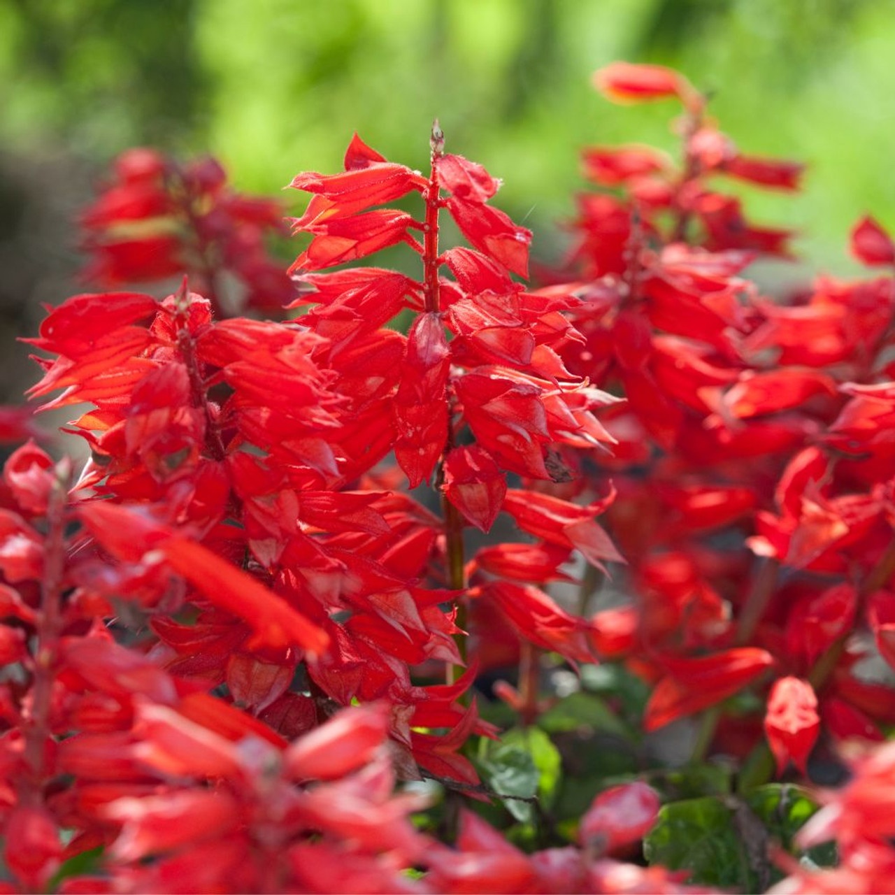 Scarlet Piccolo (30 seminte) Salvia splendens pitica, flori rosu aprins, Agronom