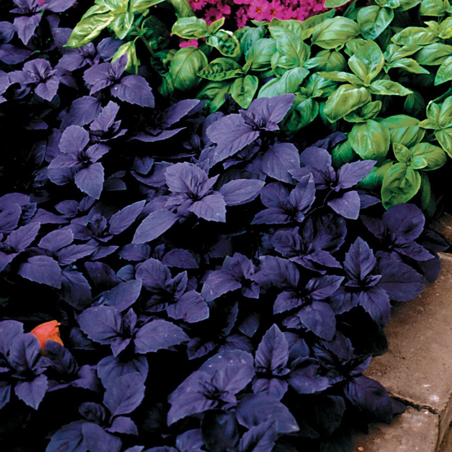 Seminte Busuioc Rosu Dark (650 seminte) busuioc rosu violet mov, Florian