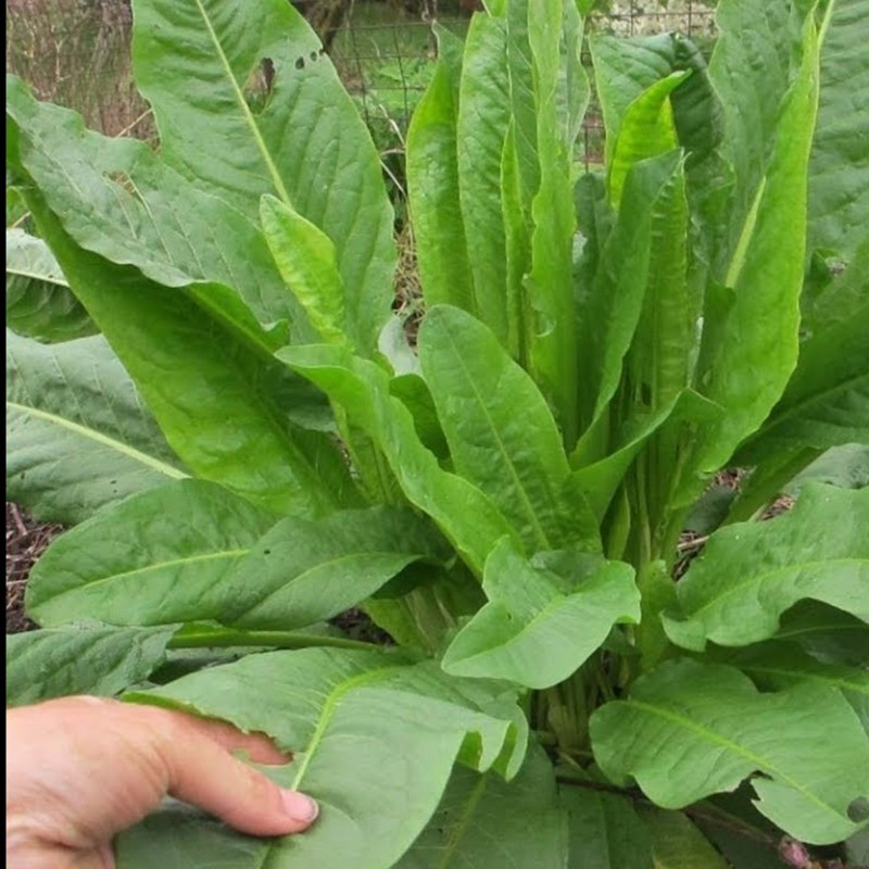 Stevie Rumex Patientia (15 seminte) stevie pentru gatit, frunze acrisoare-amarui, Agrosem