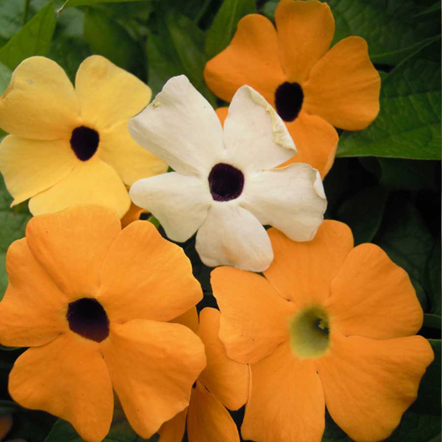 Thunbergia mix (10 seminte) planta anuala urcatoare, Agrosem