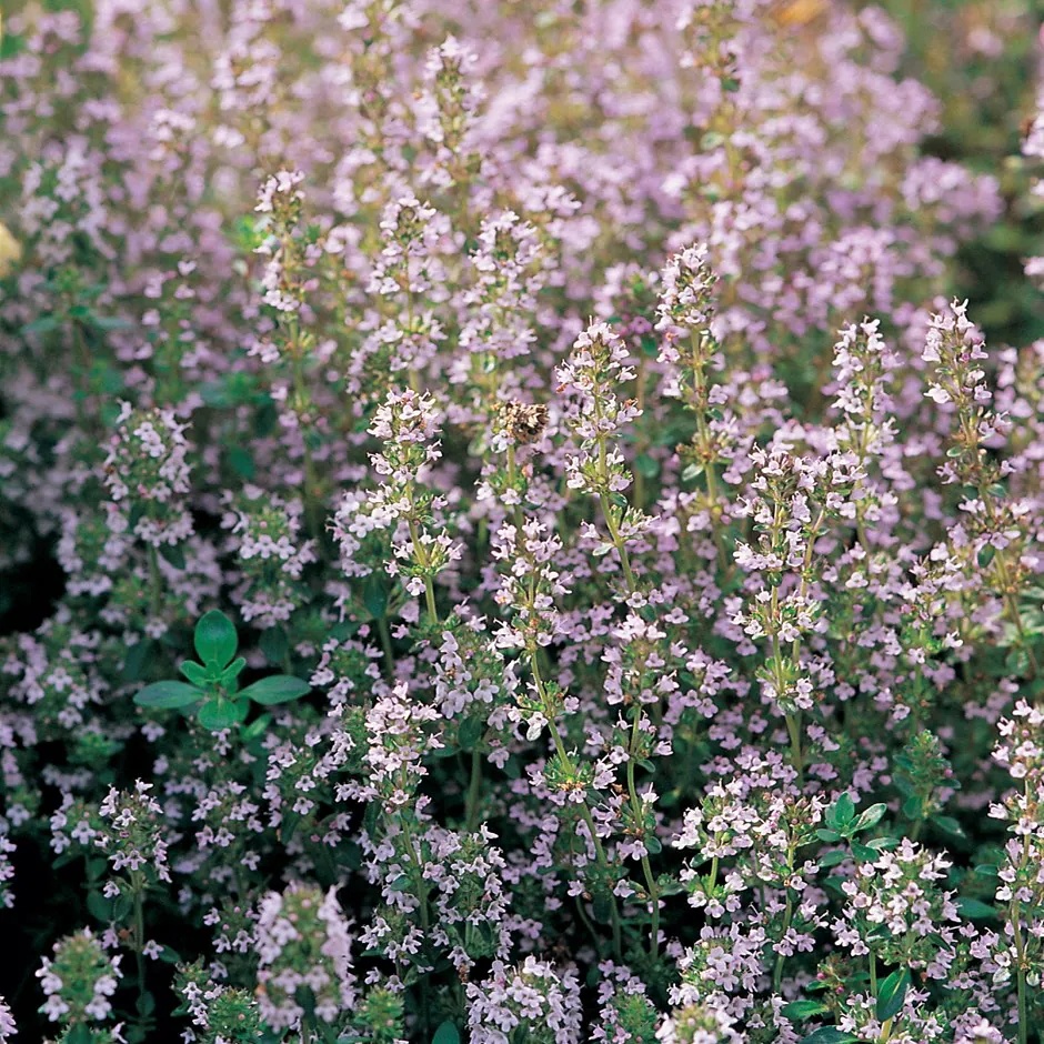 Thyme BIO (1500 seminte) cimbru de camp BIO, aromat, peren, Seklos