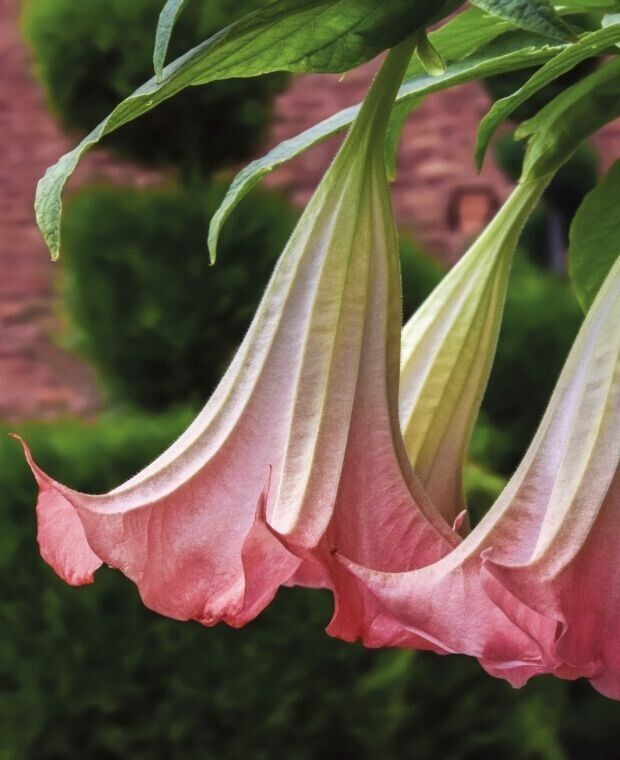 Trompeta Ingerilor roz (10 seminte) Angel's Trumpet Pink - Brugmansia suaveolens, flori mari roz parfumate, inflorire abundenta, Saflax
