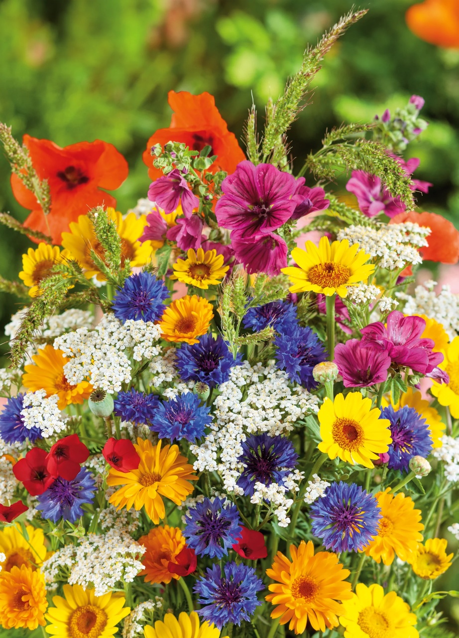 Wild Flowers (10 gr) amestec flori anuale si perene pentru pajisti, diferite culori, Seklos