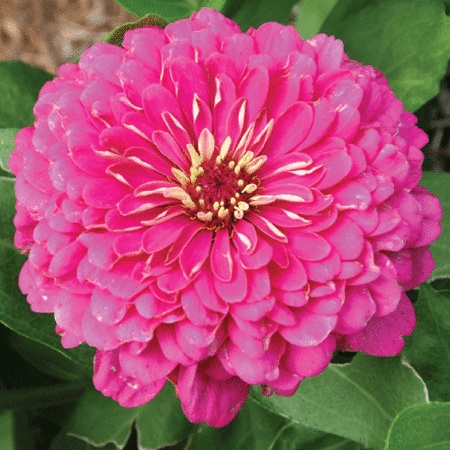 Zinnia Dream (100 seminte) Carciumareasa flori mari, roz, Seklos