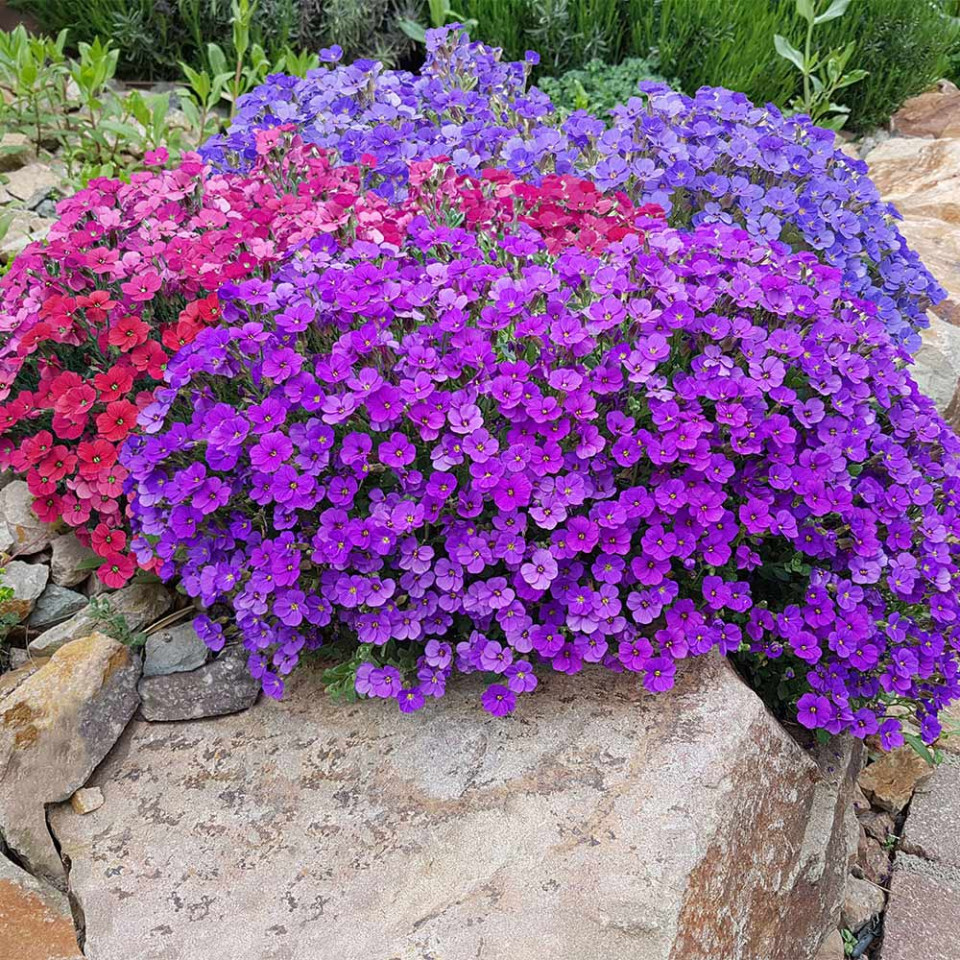 Aubrieta Mix (0.1 gr) planta perena flori albastre-violet, rosii, purpurii, Agrosem