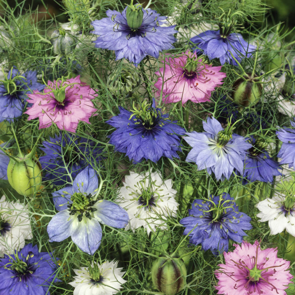Barba Imparatului Mix (1 g), seminte flori Nigella damascene de la Opal