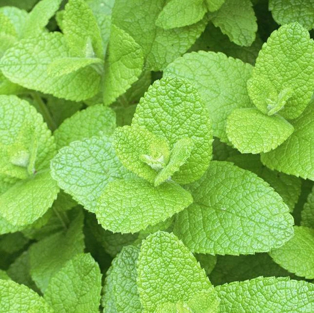 BIO Menta (0.3 gr seminte) de menta, organice certificate ECO, Laktofol