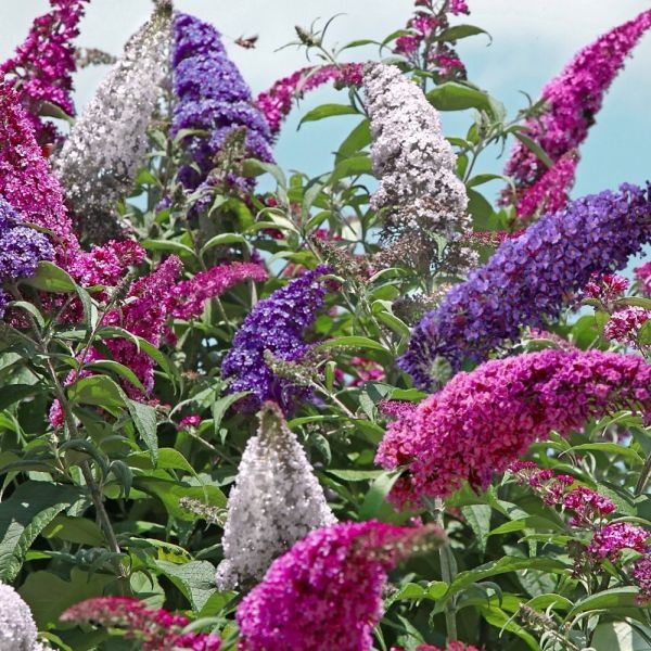 Butterfly Bush (3000 seminte) flori asemanatoare liliacului, roz cu mov, parfum de miere, Seklos