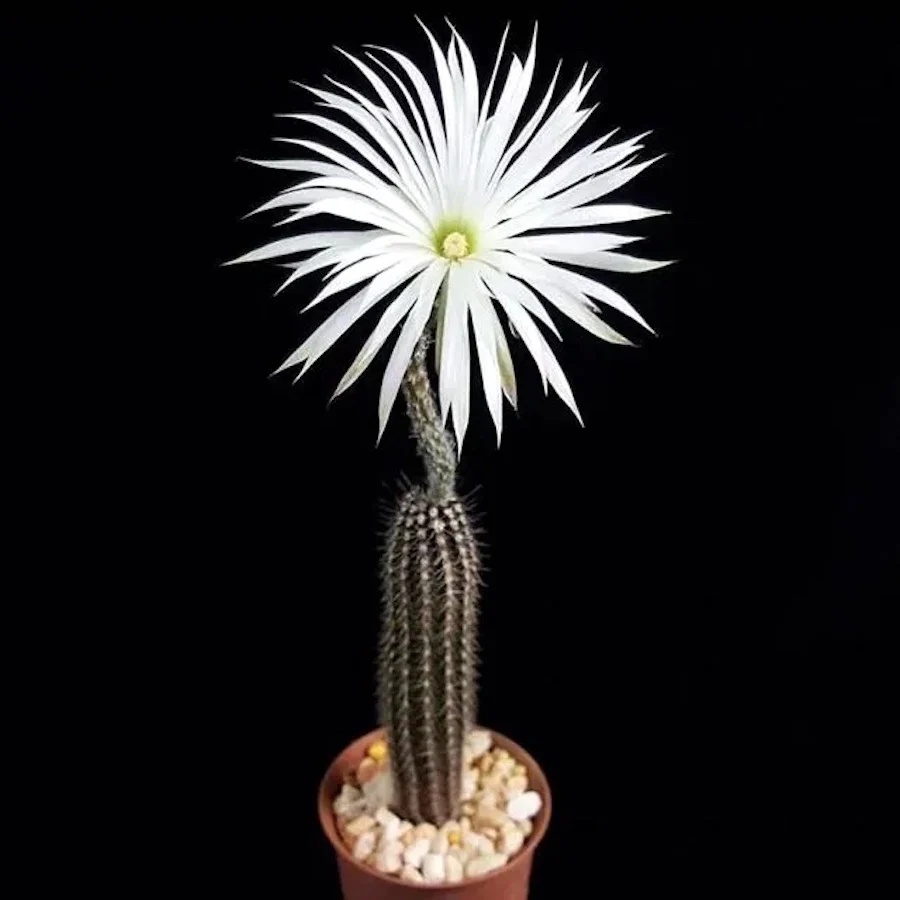 Cactus Floarea Adoratiei (40 seminte) Flower of Adoration - Echinopsis Mirabilis, cactus mic, flori superbe, parfumate, Saflax