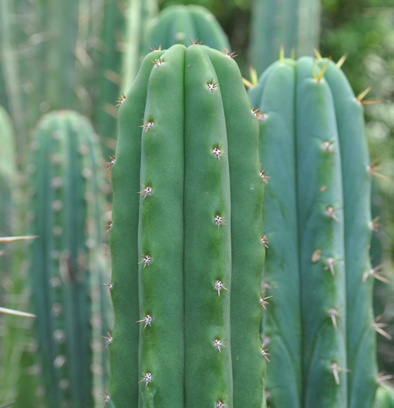 Cactus San Pedro (15 seminte) San Pedro Kaktus - Trichocereus Pachanoi, cactus stravechi, crestere rapida, Saflax
