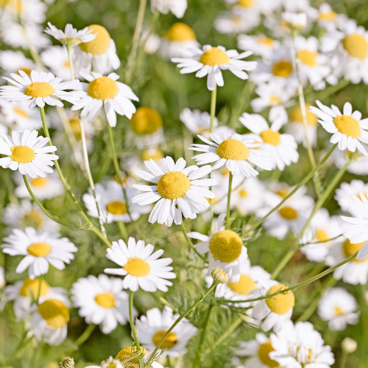 Chamomile BIO (16000 seminte) musetel BIO, aroma bogata, Seklos