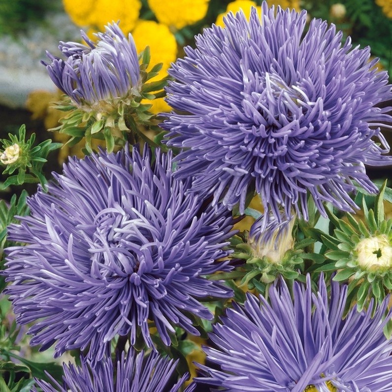 China Aster Unicum blue (220 seminte) Ochiul Boului flori albastre, petale ascutite, Seklos