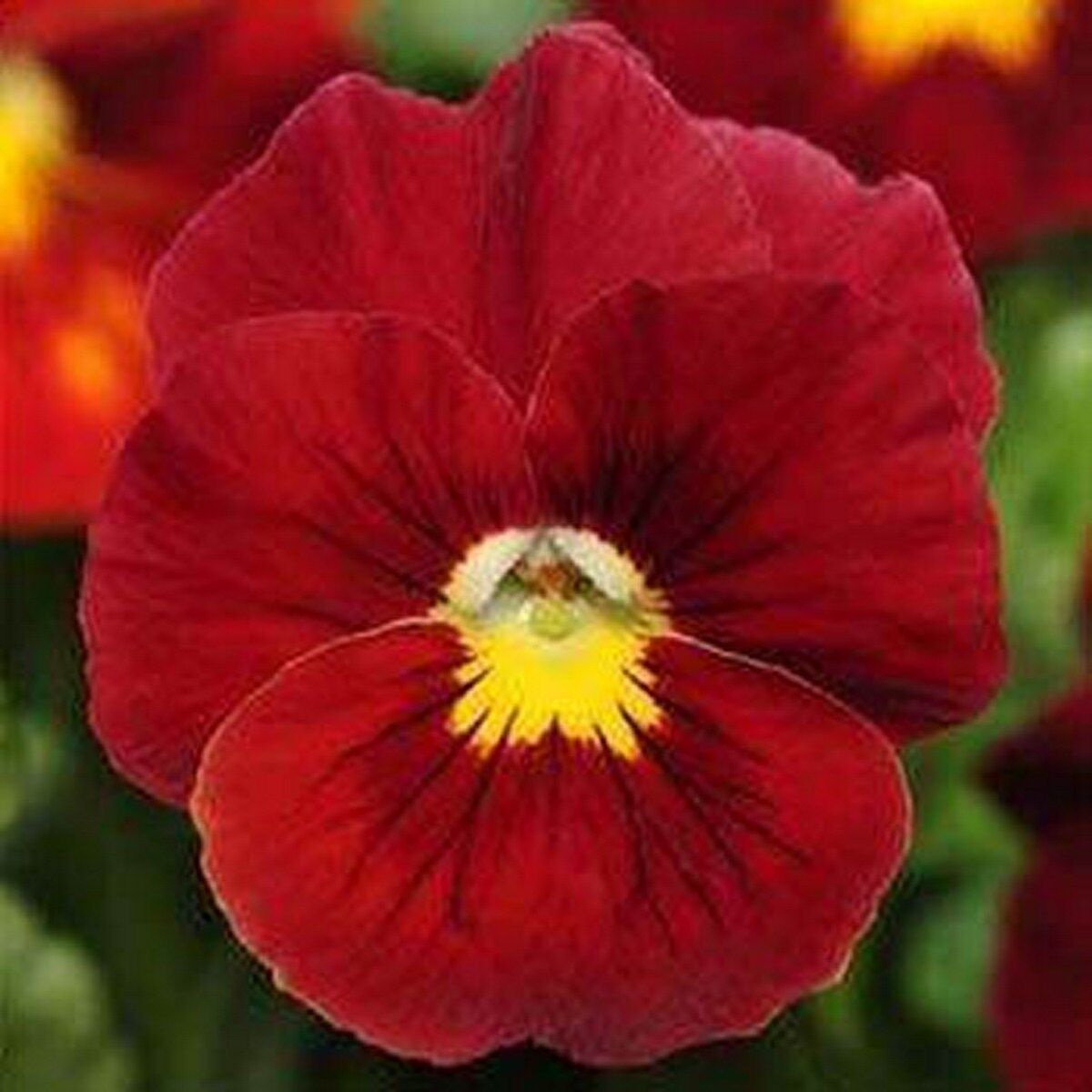 Clear Crystals Scarlet (250 seminte) Panselute flori catifelate rosii, Seklos