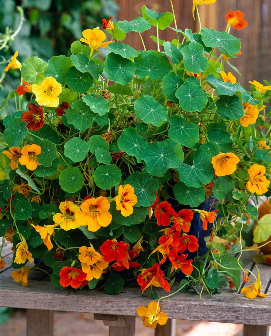 Condurul Doamnei Nasturtium Gleam Hybrids (80 gr) de seminte de Condurul Doamnei urcator, amestec de culori,, Seklos