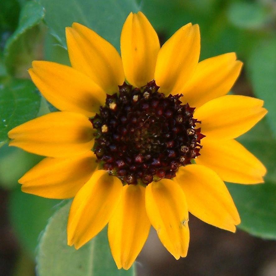 Creeping Zinnia Orange (350 seminte) Carciumarese taratoare, flori galben-portocalii stelate, Seklos