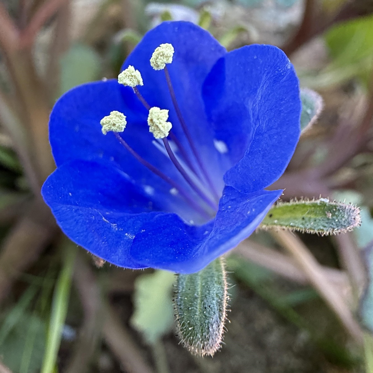 Facelia Dzwonkowata (0,5 gr) seminte Clopotei Californieni albastri, meliferi, Phacelia campanularia, Toraf