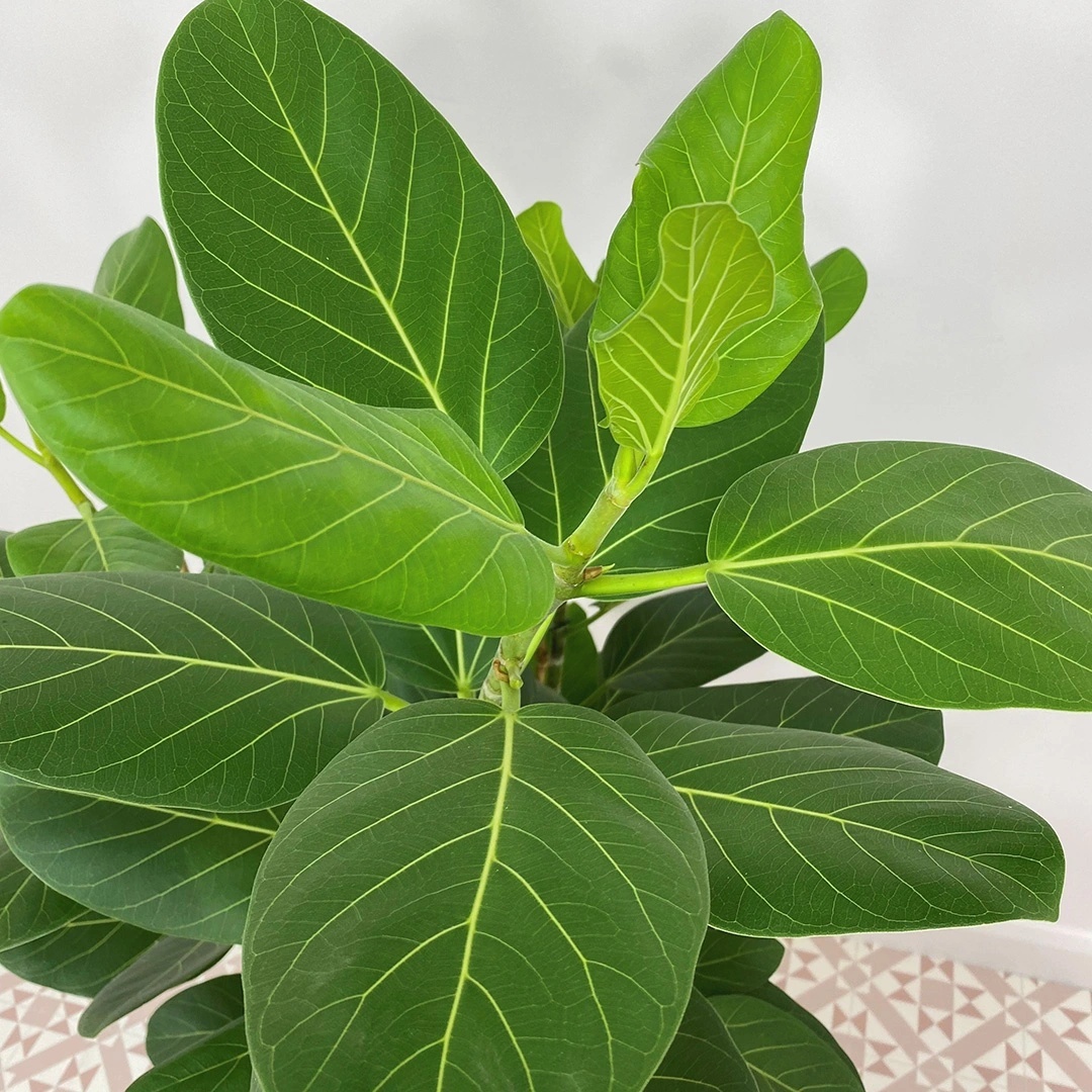Ficus de Bengal (20 seminte) Indian Banyan Tree - Ficus benghalensis, planta decorativa de ghiveci, Saflax