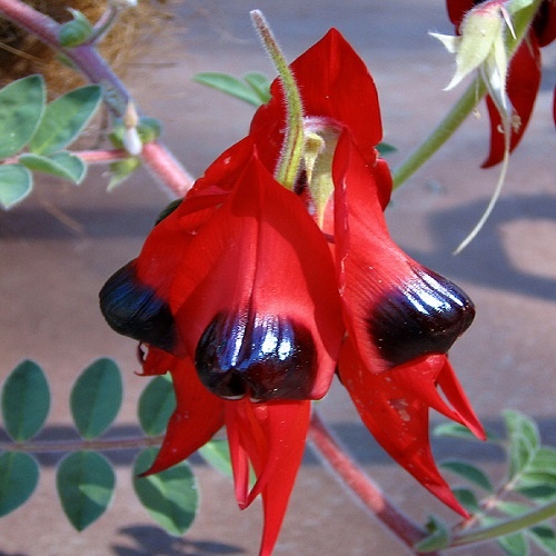 Floarea Cioc de Papagal (20 seminte) Sturt's Desert Pea - Clianthus formosus syn. Swaisonia formosa, flori mari rosu aprins, Saflax