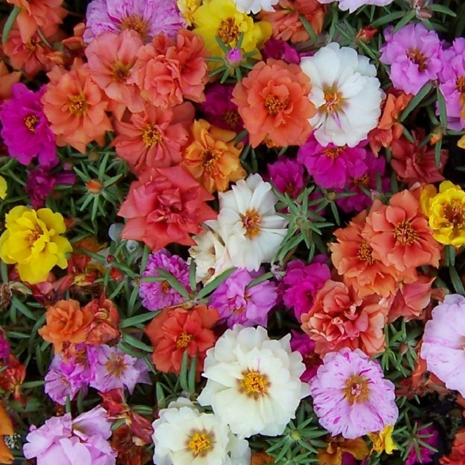 Flori de piatra double mix (5000 seminte) de flori cu aspect exotic, cu doua randuri de petale, in culori aprinse, Kertimag