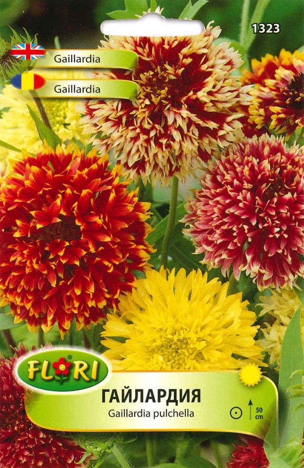 Gaillardia Pulchella - Seminte Flori Gaillardia Pulchella de la Florian
