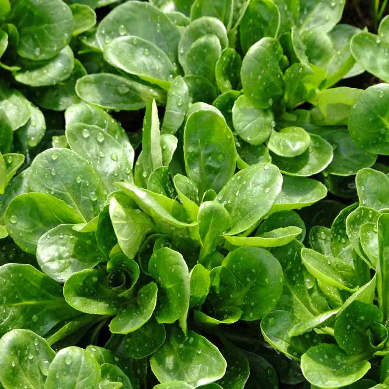 Gala (700 seminte) Fetica - Salata Mielului, frunze aromate, crestere rapida, Seklos