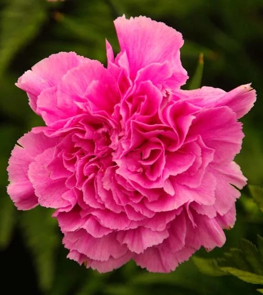Garoafe Chabaud pink (0.15 gr) seminte garoafe roz aprins, flori mari, Agrosem