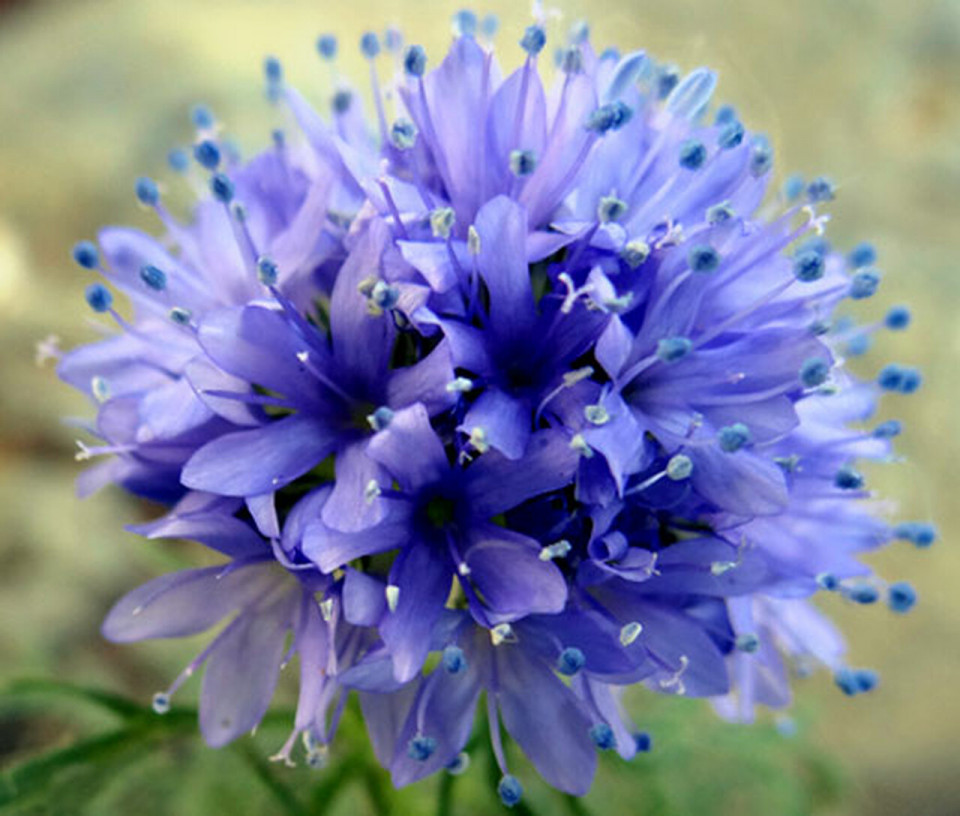 Gilia (0.5 gr) seminte planta anuala, culoare violet-blue, Agrosem