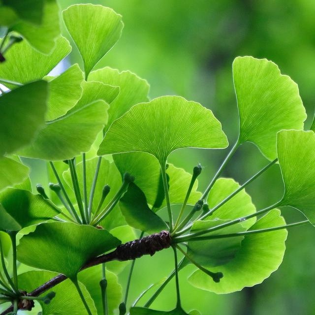 Ginkgo biloba (4 seminte) Maidenhair Tree, arbore decorativ si medicinal pentru afectiuni circulatorii, Saflax