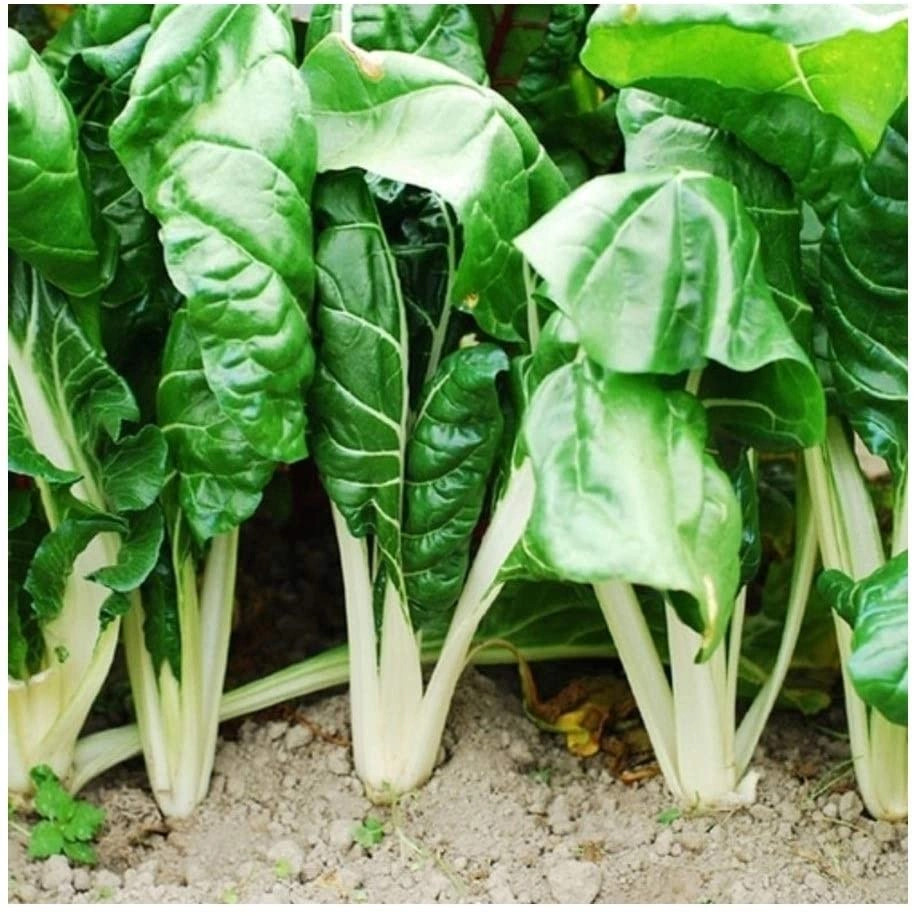 Groene Gewone (400 seminte) sfecla de petiol de salata baby leaf cu frunze mici pentru salata, Agrosel