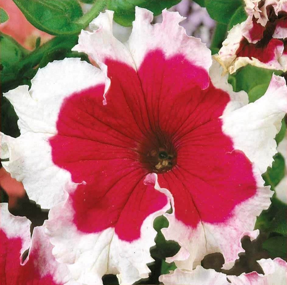 Karkulka (15 seminte) Petunia Grandiflora flori mari, franjurate, bicolore rosu-alb, Seklos