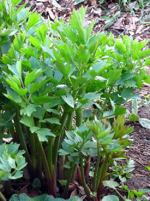 Leustean Izvor (0.5 gr) seminte leustean, Mefim Agro