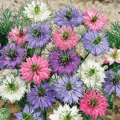 Love in a Mist (400 seminte) Negrilica decorativa si condiment, Seklos