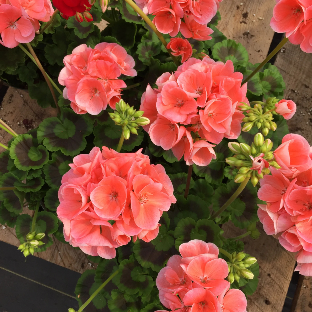 Muscata Night Salmon H (7 seminte), Muscata Geranium Hibrid, flori mari culoare roz-somon, Seklos