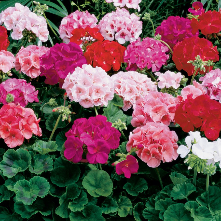 Muscate mix (3 seminte) flori simple, rosu, roz, violet, alb, Agrosem