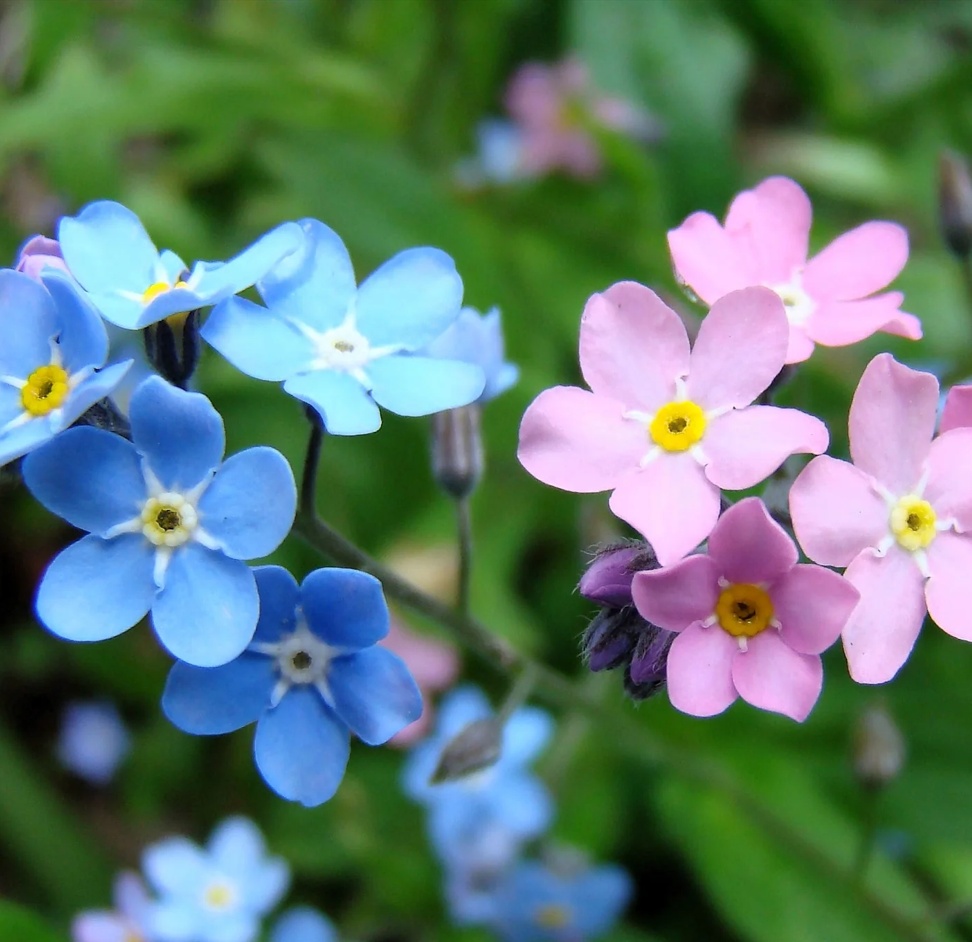 Myosotis Alpestris (0.5 gr) Flori de nu ma uita, mici, delicate si foare ramificate, Opal
