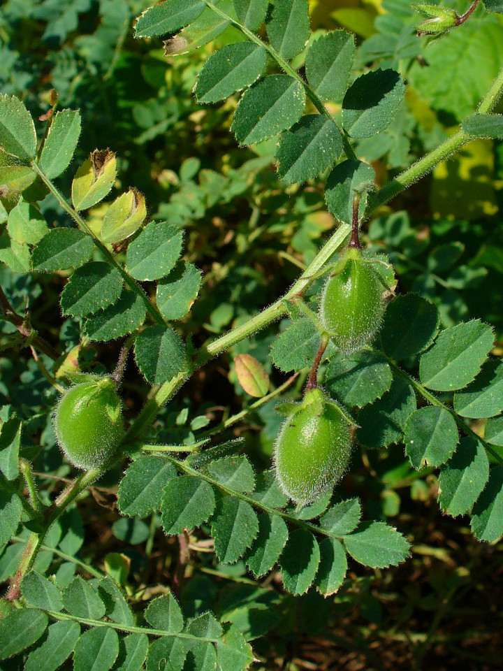 Naut (100 gr) seminte naut, planta anuala rezistenta la seceta, Agrosem