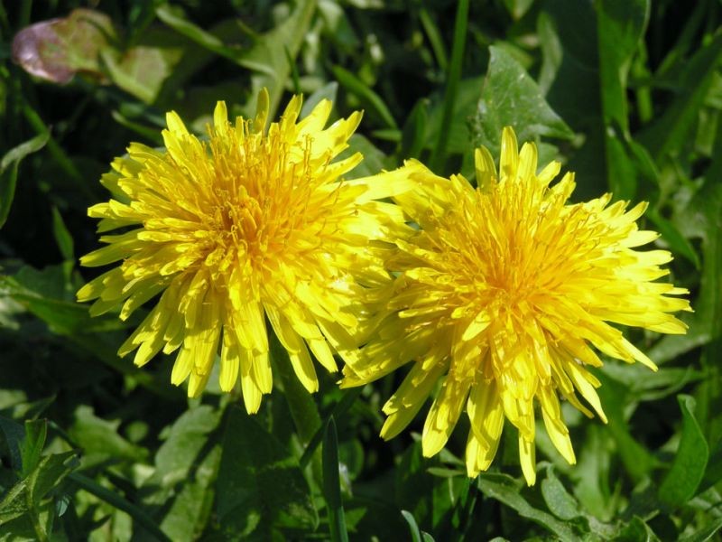Papadie (Taraxacum officinale) 3000 de seminte de Papadie, Bee Happy Laktofol