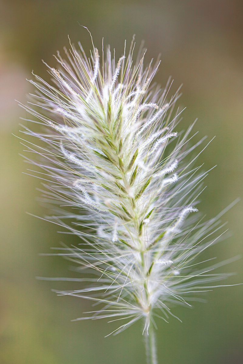 Pennisetum villosum (20 seminte) Iarba ornamentala cu spice albe, pufoase, Sekluva