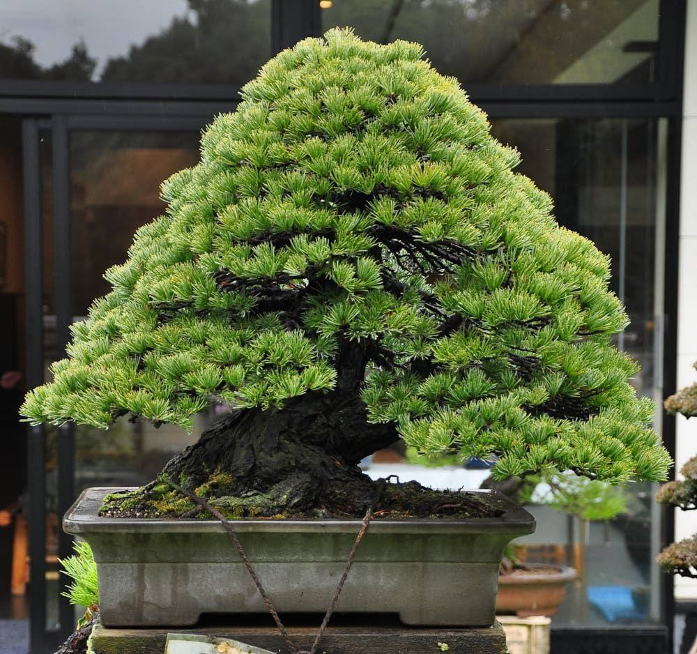 Pin Bonsai (10 seminte) arbore conifer bonsai ideal pentru modelare, Toraf