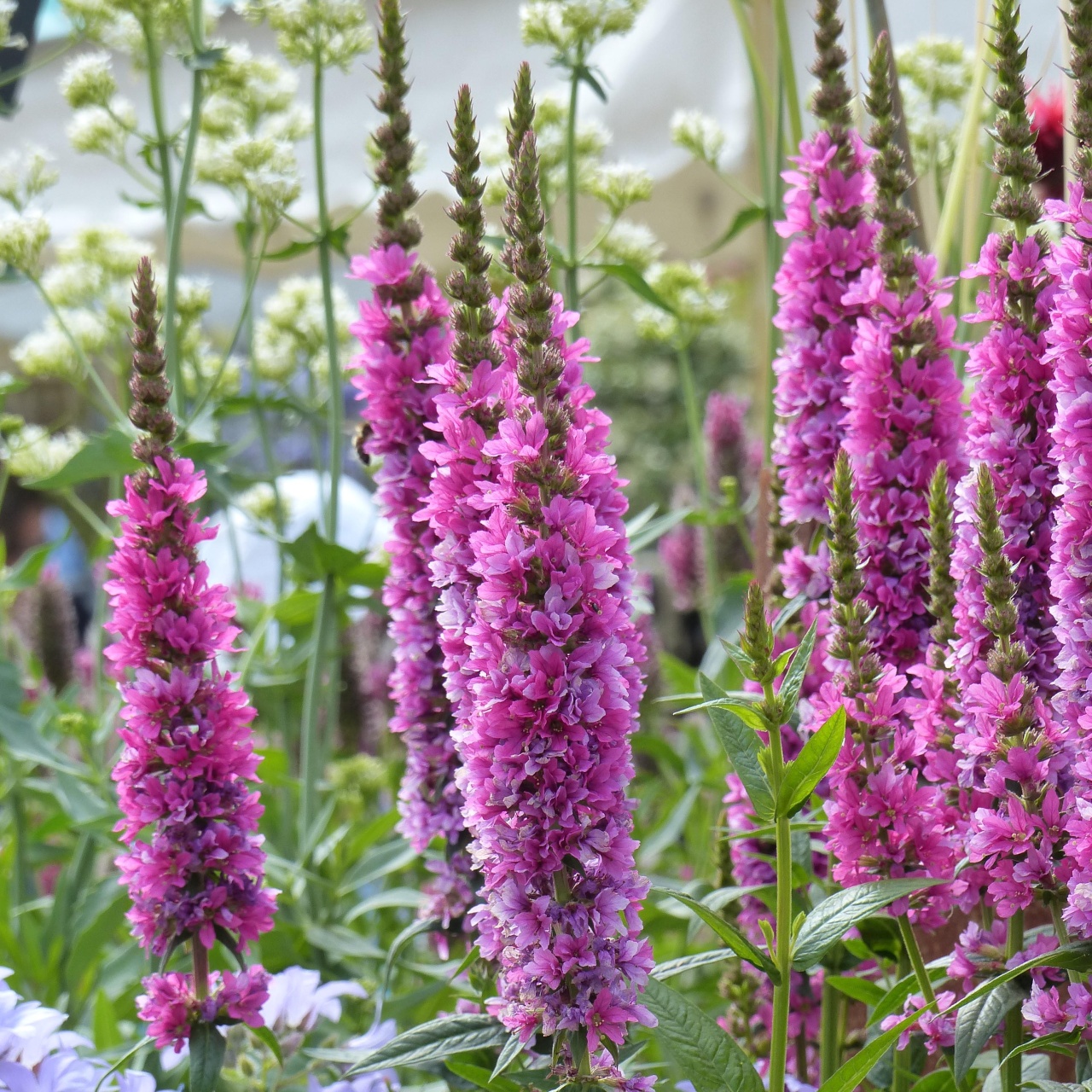 Purple Loosestrife (11500 seminte) Rachitan peren, flori purpurii, Seklos