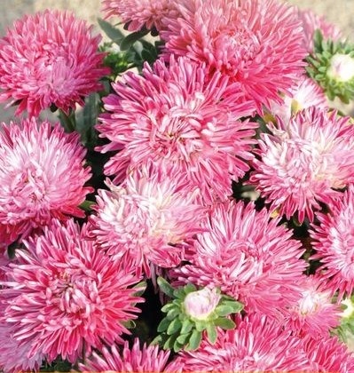 Ribbon Red (0,5 gr) seminte Crizantema Aster pitica, flori rosii-roz cu alb, Toraf