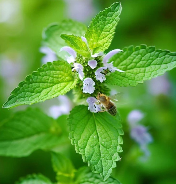 Roinita (100 gr) seminte planta medicinala perena melifera, Lamaita, Melissa officinalis, Toraf