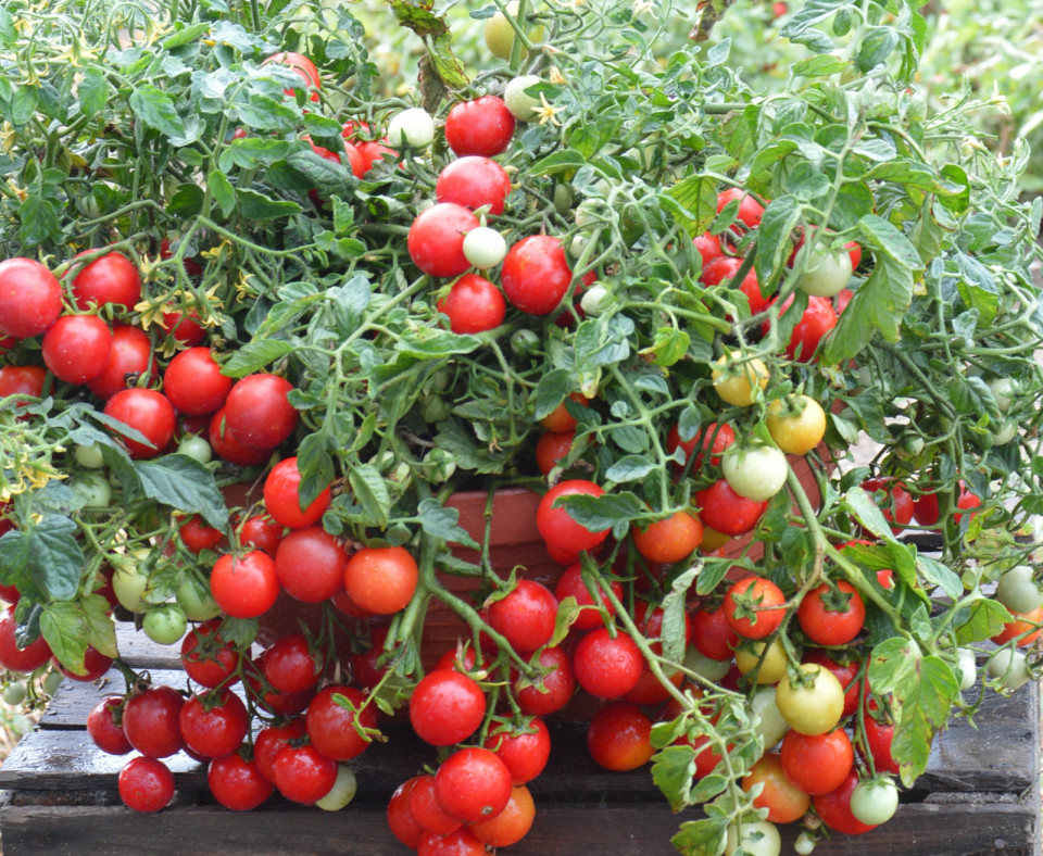 Rosii Balkonzauber (60 seminte) tomate curgatoare pentru balcon, Agrosem