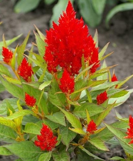 Scarlet Plume (0.3 gr) seminte Creasta Cocosului plumosa, flori pufoase rosu intens, Legutko