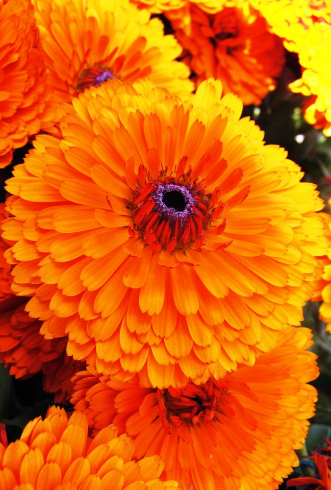 Seminte BIO Galbenele (Calendula officinalis) 250 de seminte de planta medicinala galbenele, Bee Happy Laktofol