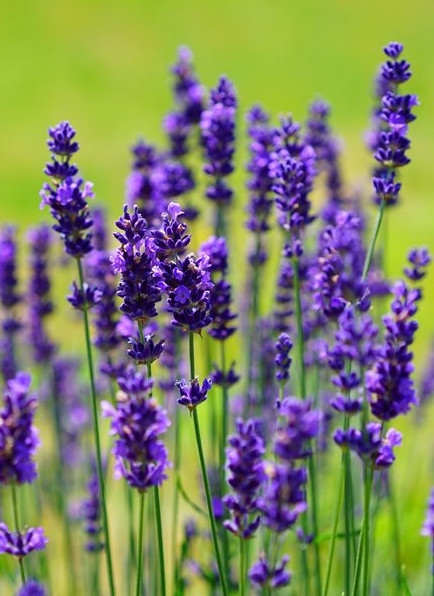 Seminte Levantica (Lavanda) 200 de seminte de Lavanda, Agrosem